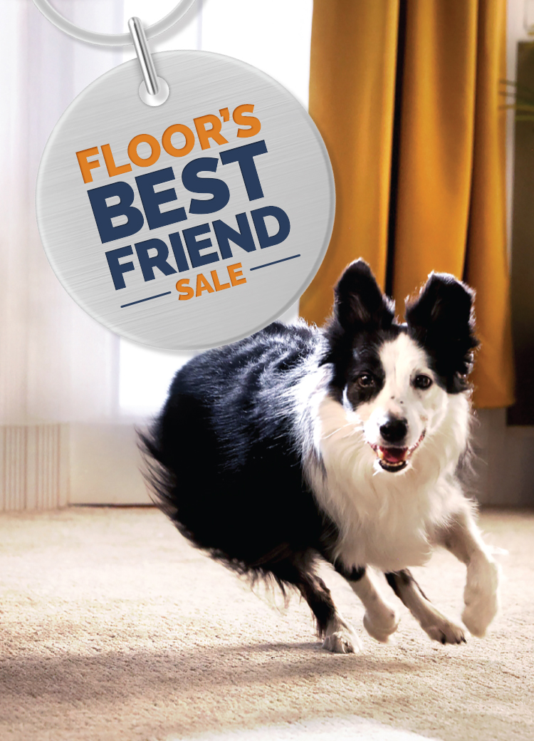 Dog running on carpet.